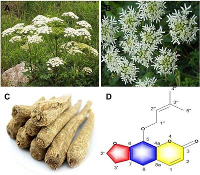 The Angelica dahurica: A Review of Traditional Uses, Phytochemistry and Pharmacology